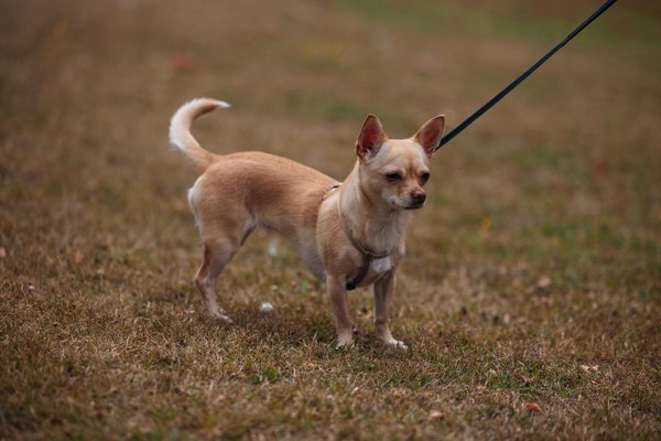 What Are the Opportunities for Enhancing Mental Well-being in the UK Health Sector?